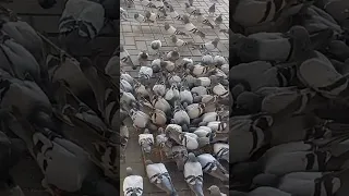 زينب محمد يا حمام يا طائر Makkah Omra 