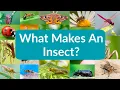Download Lagu What Makes An Insect? | The Insect Effect