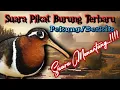 Download Lagu Suara Pikat Burung Pekung/Berkik Terbaru #birdsound