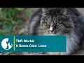 The Many Ways TNR Works to Protect Community Cats