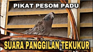 Suara Tekukur Denak Pesom PADU - Suara Panggilan Tekukur Pikat Angguk Lebat