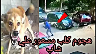 هاجم كلب مسعور علي شاب دندنها