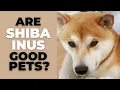 Download Lagu Are Shiba Inus Good Pets? 10 Pros and Cons of Owning a Shiba