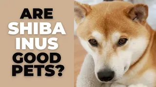 Are Shiba Inus Good Pets 10 Pros and Cons of Owning a Shiba