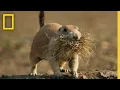 Badland s Prairie Dogs vs Coyote America s National Parks National Geographic