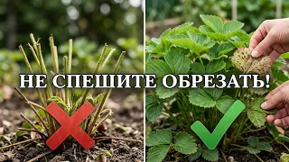 КЛУБНИКА ПОСЛЕ СБОРА ЯГОД! Моя секретная система ухода для урожая будущего года.
