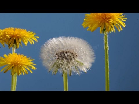 Download MP3 Dandelion flower to clock blowing away time lapse