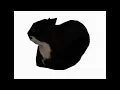 Maxwell the Cat Theme