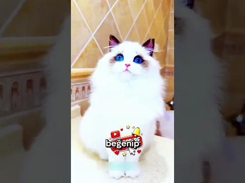 Hayranlık içindeki çocuk arabaya tutundu #Shorts