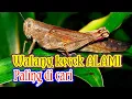 Download Lagu Masteran walang kecek REKAMAN asli yg paling di cari. untuk lovebird suara minor,ngerol,ngekek.