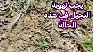 متى يجب تهوية الثيل أو النجيل دندنها