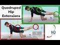 Master Quadruped Hip Extensions Perfect Form Avoid Common Mistakes Full Tutorial