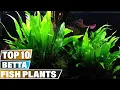 Best Plants For Betta Fish in 2025 Top 10 Picks