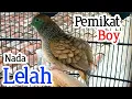 Download Lagu Perkutut lokal GACOR nada LELAH super PIKAT.