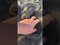 Download Lagu Did you know foxes give love bites?! Isn’t Alacade so cute?! #foxfacts #foxes #petfox