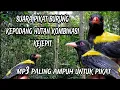Download Lagu Suara pikat burung kepodang hutan kombinasi kejepit