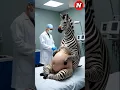 Download Lagu Zebra Hamil Diselamatkan Dokter Baik Hati di Rumah Sakit Manusia 🦓💖#dailydoseofinternet #satwaliar