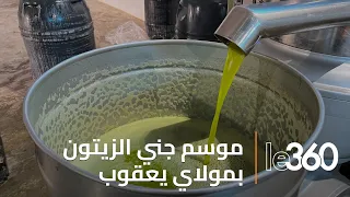 عصر الزيتون بمولاي يعقوب وفرة في الإنتاج وجودة عالية تخفض أسعار الذهب الأخضر إلى النصف 