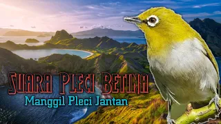 Download SUARA PLECI BETINA MERAYU PLECI JANTAN AGAR BUKA PARUH MP3