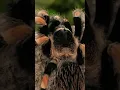 Spiders Walk Black and Orange Tarantula Walking