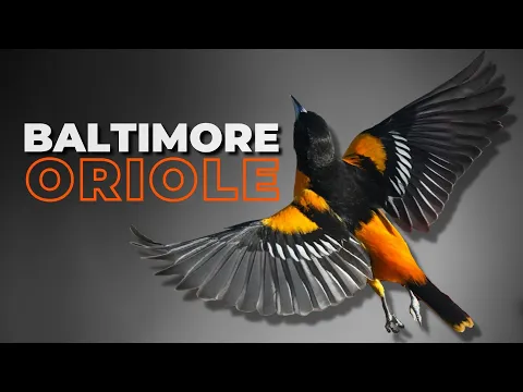 Download MP3 Oriole Baltimore | Favorit Pengamat Burung