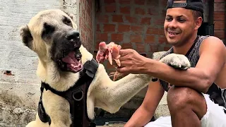 KANGAL TURCO LEÃO 