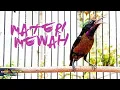 MASTERAN KONIN FULL ISIAN TEMBAKAN MEWAH - KOLIBRI NINJA FULL MATERI PILIHAN
