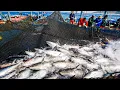 Download Lagu Bluefin Tuna Fishing Process | Modern Bluefin Tuna Farm | How Bluefin Tuna is Processed in Factory