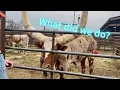 We went to the Exotic Livestock Auction