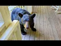 Bear Ruby A Friday Visit - Part