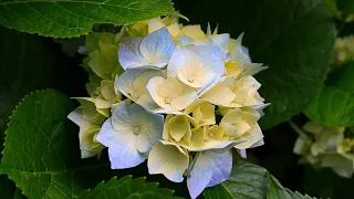 من روائع الابتهالات والمدائح النبوية للشيخ حسن عبدالعال قاسم 