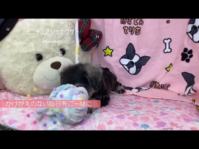 動画