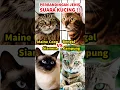 JENIS SUARA KUCING 🐱‼️ #kucing #cat #trendingshorts