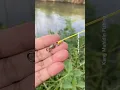 Download Lagu Visknoop voor wartels #vissen #visknopen #mancing #karpervissen #vistips #knooptutorial