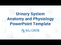 Urinary System Anatomy and Physiology PPTTemplate