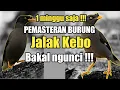 Lagu Cara Pemasteran Jalak Kebo || BUKTIKAN CUKUP 1 MINGGU !!! Masteran Jalak Kebo Langsung Masuk