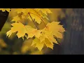 Download Lagu Autumn In Melbourne  - GUY JEAN MAGGIO