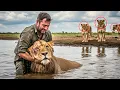 Download Lagu Ranger Pulls Lion from River – The Pride Did Something Unbelievable