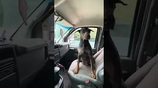 Guess who’s got a shiny new transmission!! #Fyp #dream #pets #doberman #sailing