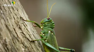 Reserva Biológica de Sooretama | Parques do Brasil