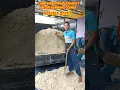 Download Lagu LANGKAH AWAL PEMBUATAN PAKAN KOMPLIT KAMBING