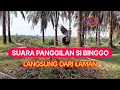 Download Lagu SUARA PANGGILAN TEKUKUR SI BINGGO