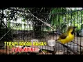 Download Lagu SOGON BAHAN MANAPUN DIJAMIN LANGSUNG RESPON DAN IKUT BUNYI
