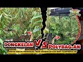 Lagu Perbandingan Menanam Durian Bibit Dongkelan Dan Polybagkan..! Silahkan Pilih Yang Mana.