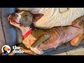 Download Lagu Emaciated Pittie Breaks Into A Home Looking For Food  | The Dodo