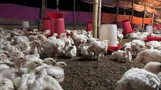 Poultry Farm Live Updates Feeding Time Day 26