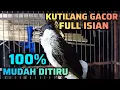 Lagu KUTILANG GACOR FULL ISIAN LAGU SEJALUR 100% MUDAH DITIRU || COCOK UNTUK MASTERAN KUTILANG