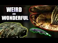 Download Lagu 15 Insanely Cool Freshwater Oddball Fish You Need in Your Aquarium!
