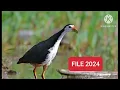 Download Lagu Tiếng Quốc Trống Mồi Hay 2024. #Kimmaosuvuong #quocmoi #tiengchimquoc