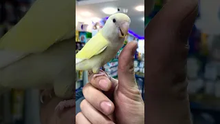 روز اليف طيور Parrot حيوانات Birds اكسبلور Birds ببغاء يتكلم ببغاء 